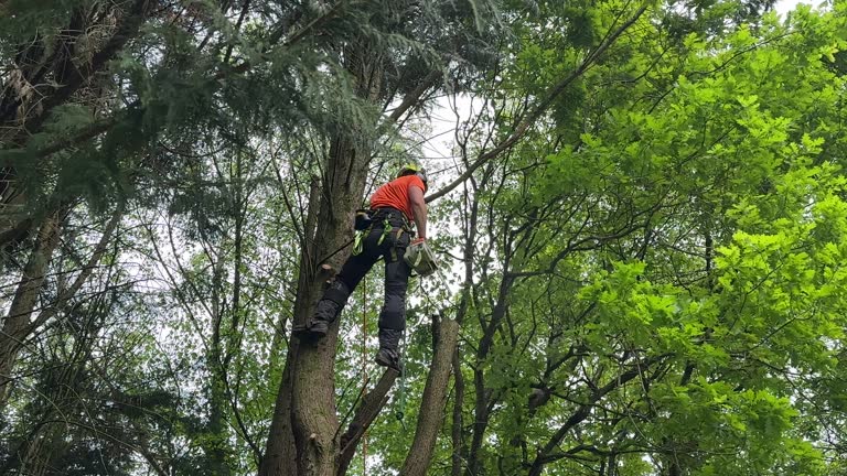 Best Commercial Tree Services  in Parshall, ND